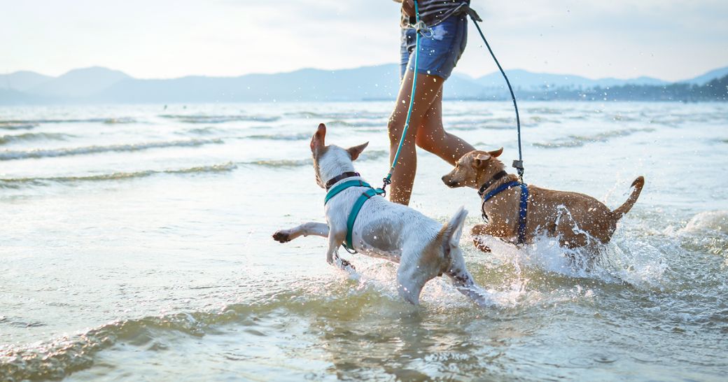 pet photo contest