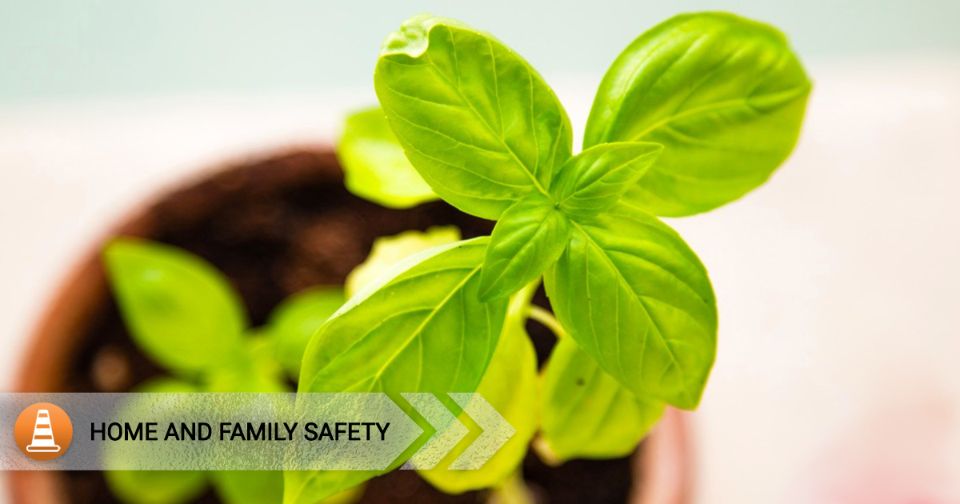 How House Plants Clean up Your Home's Air
